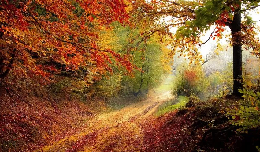 Forest in the fall