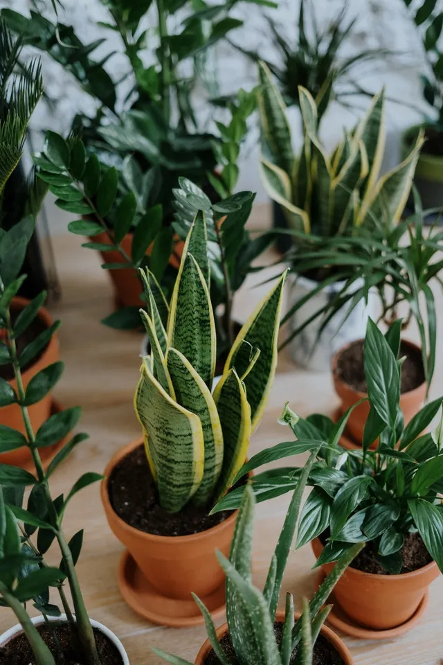 Bring in Plants to work