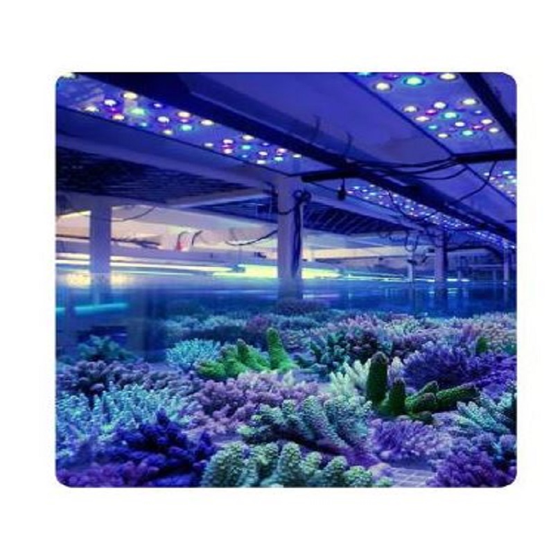 How To Set Up A Reef Tank And Master Coral Care And Feeding by Dalua International