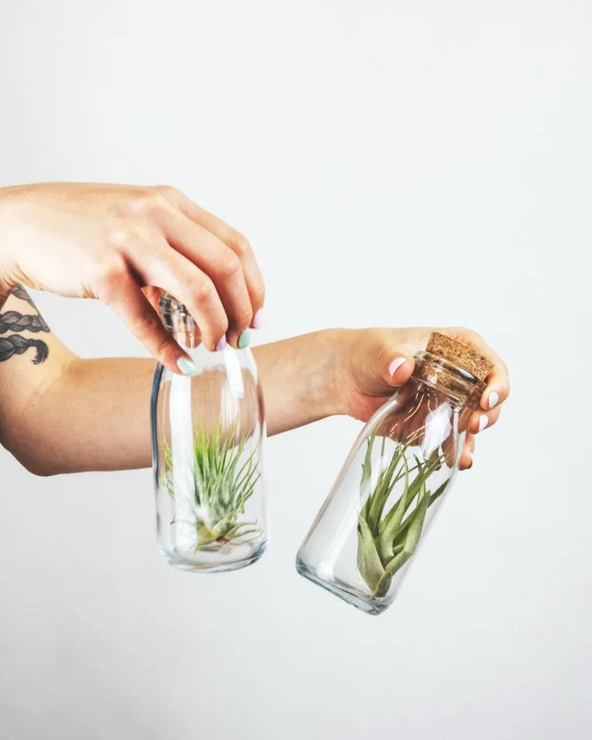 Plants for beginners/easy to take care of