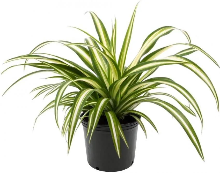 Easiest plants to take care of 