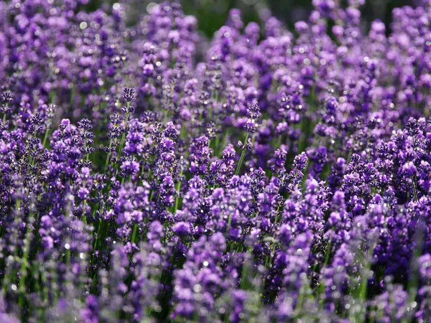 La lavanda estimula el crecimiento natural del cabello Lavender Grows Natural Hair