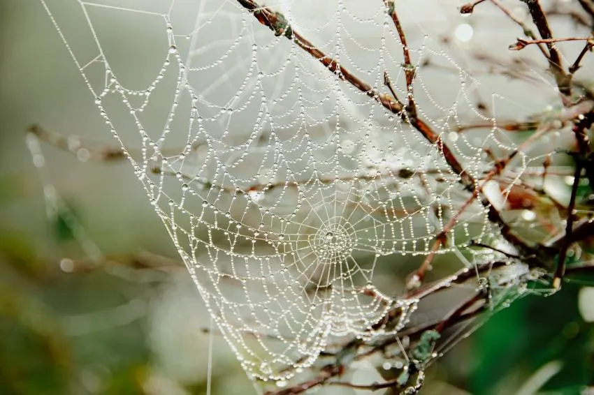 A spider web on a branch