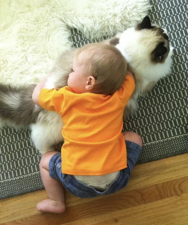 Ragdoll cat playing with a baby