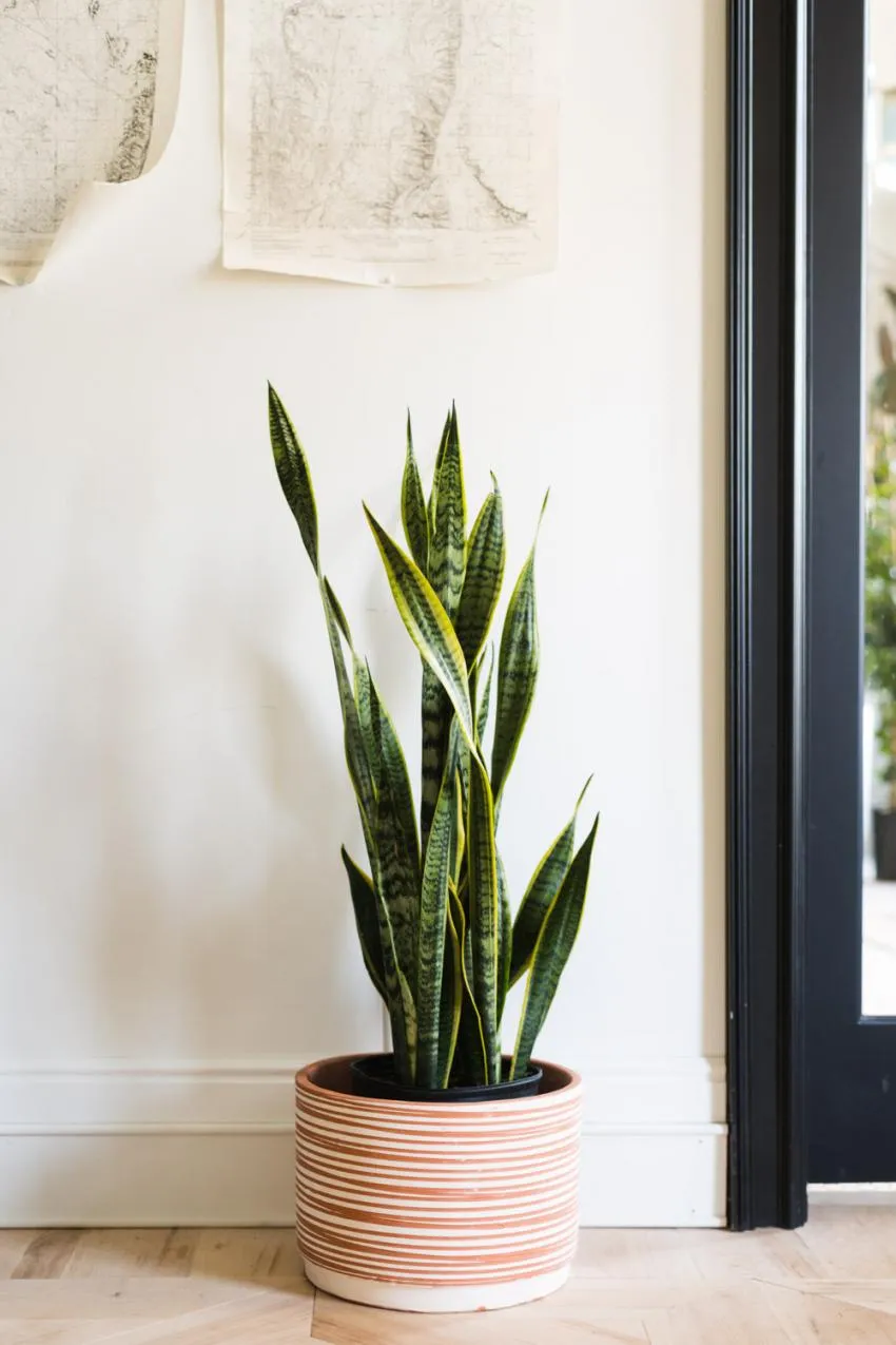 Plants that will live without you trying 