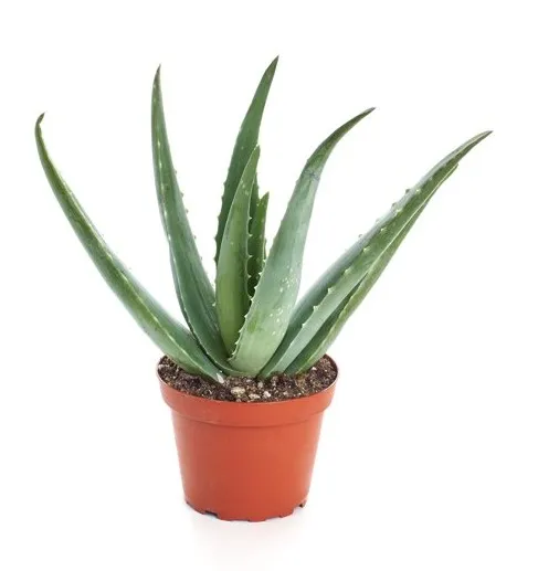 plants easy to take care of