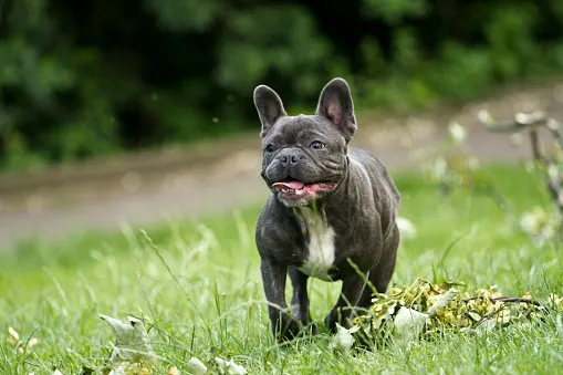French Bulldog French Bulldog Image