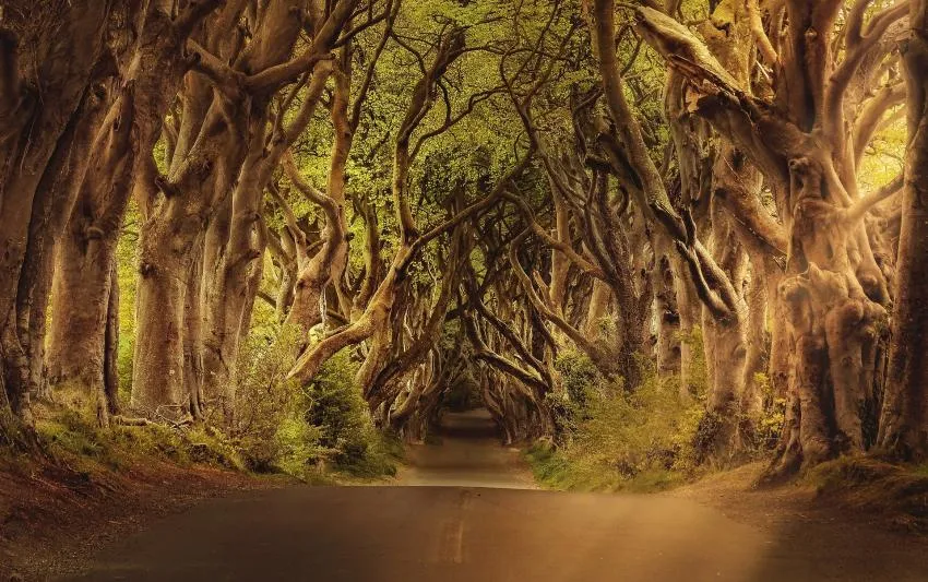 Magical forest Fairy tale forest