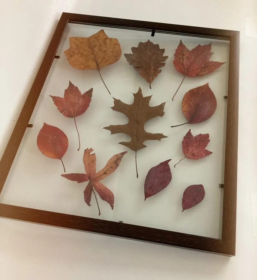 Prensado de flores y hojas Flower And Leaf Pressing