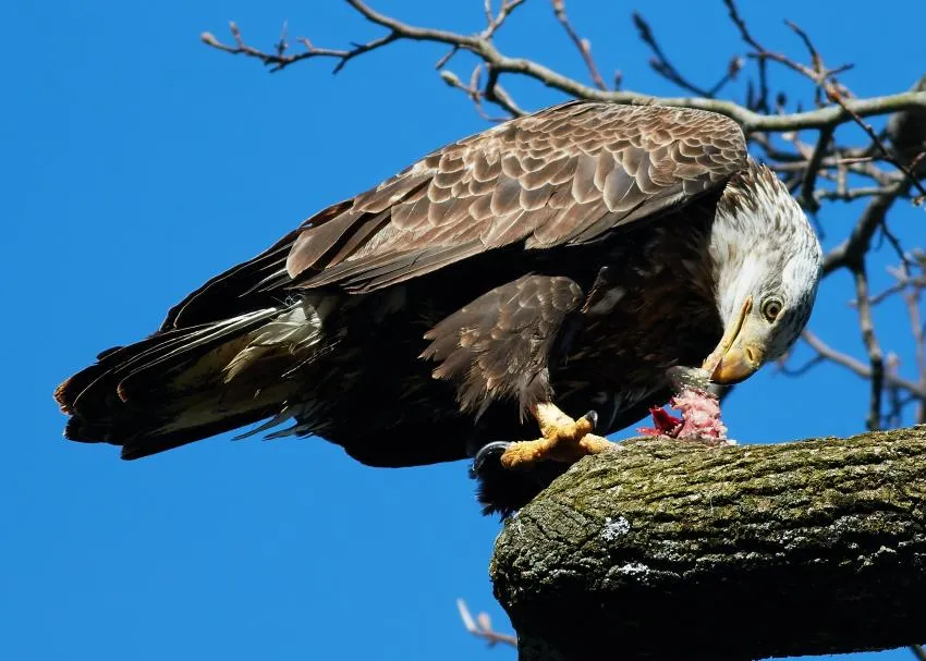 Bald Eagle eating a fish Bald Eagle eating a fish in a tree
