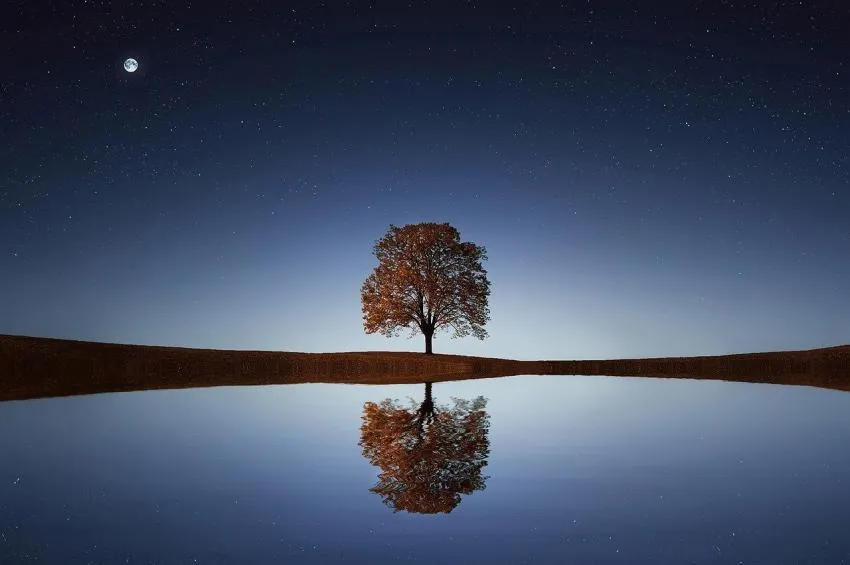 Árbol en el estanque Tree reflected in the pond