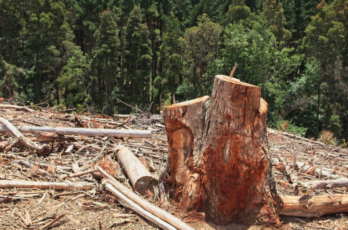 Chemical Vs. Manual Tree Stump Removal: Which Works Better? Chemical Vs. Manual Tree Stump Removal: Which Works Better? by Brown Hound Tree Service