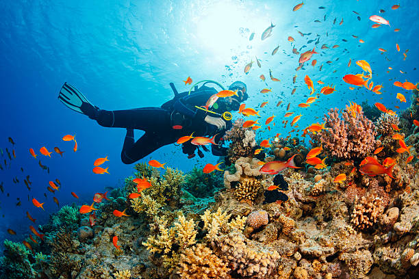 Enrol In The PADI Project AWARE Course With Dive Andaman by propertypartners