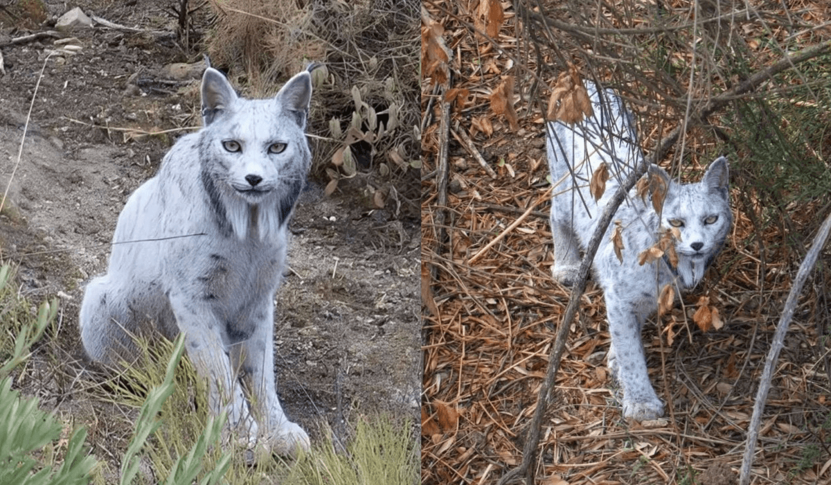 The White Ghost Returns: Rare Iberian Lynx Photographed Again Two Months After Viral Discovery by MadisonMorris