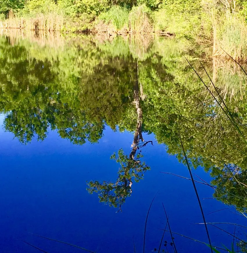 A tree reflected in a blue pond