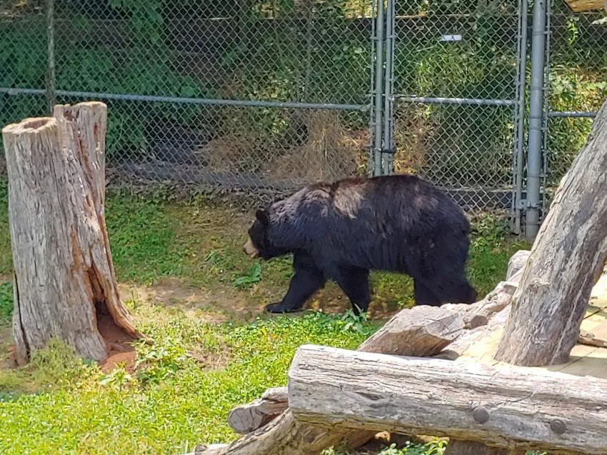 western North Carolina nature center