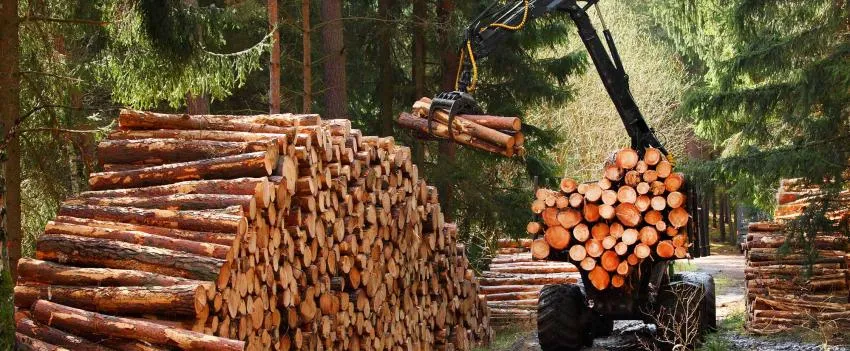 Illegal logging and deforestation