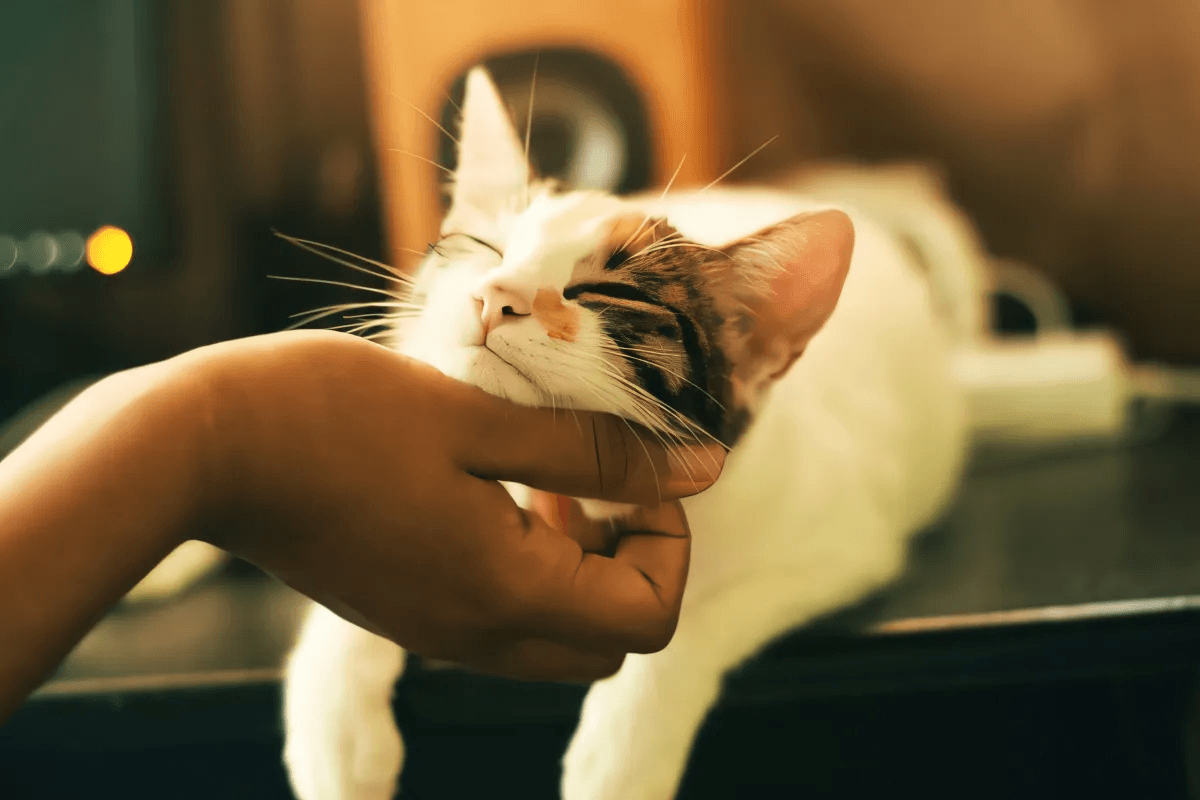 8 raisons pour lesquelles vous ne connaissiez pas l'amour de Cat's Show by Sydney Munroe