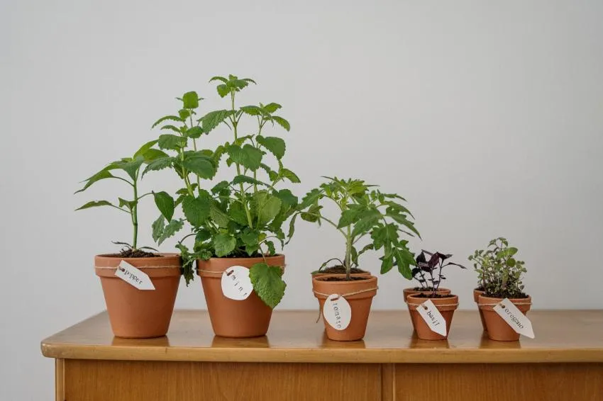 Grow Some Plants Grow Some Plants