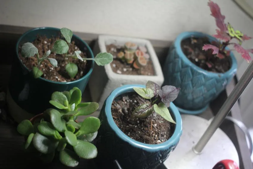 Keep plants in your room Keep plants in your room