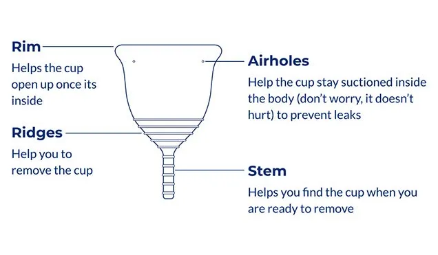 Menstrual Cup Structure 