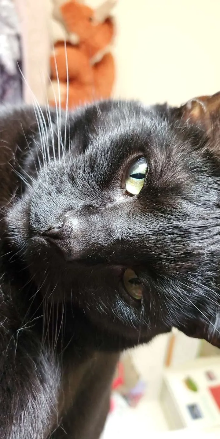 Adopt a pet. A pet is a wonderful roommate