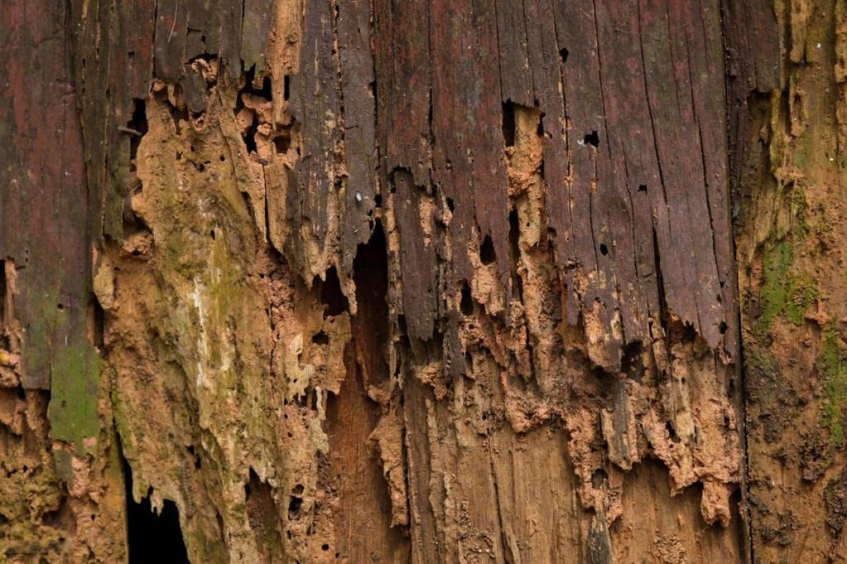 What You Need To Know About Native Eastern Subterranean Termites? What You Need To Know About Native Eastern Subterranean Termites? by Mixesy