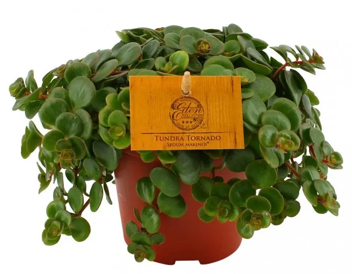 Plants easy to take care of