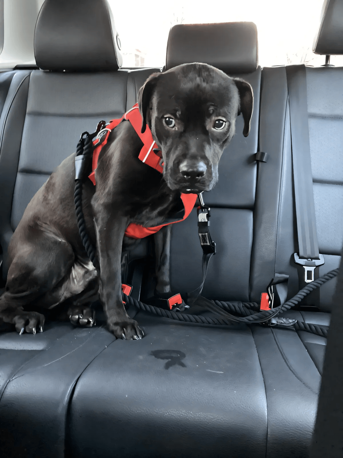 My Anxious Dog Doesn't Know How To Be A Dog by Sawyer Inserra