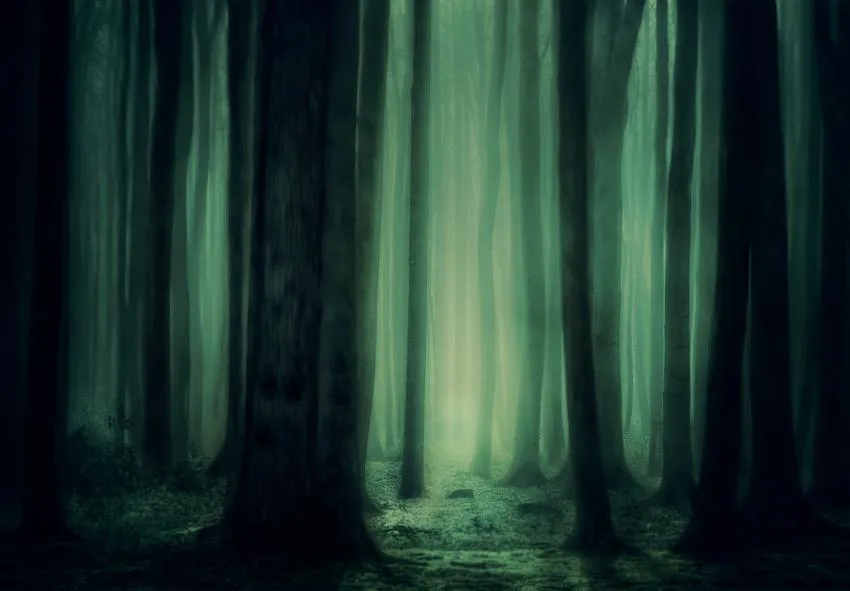 Mysterious forest