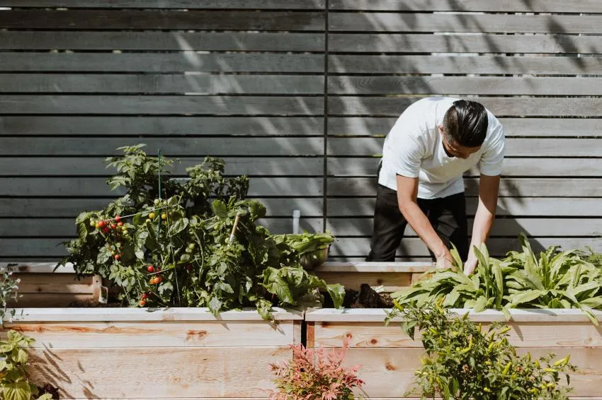 man gardening man gardening
