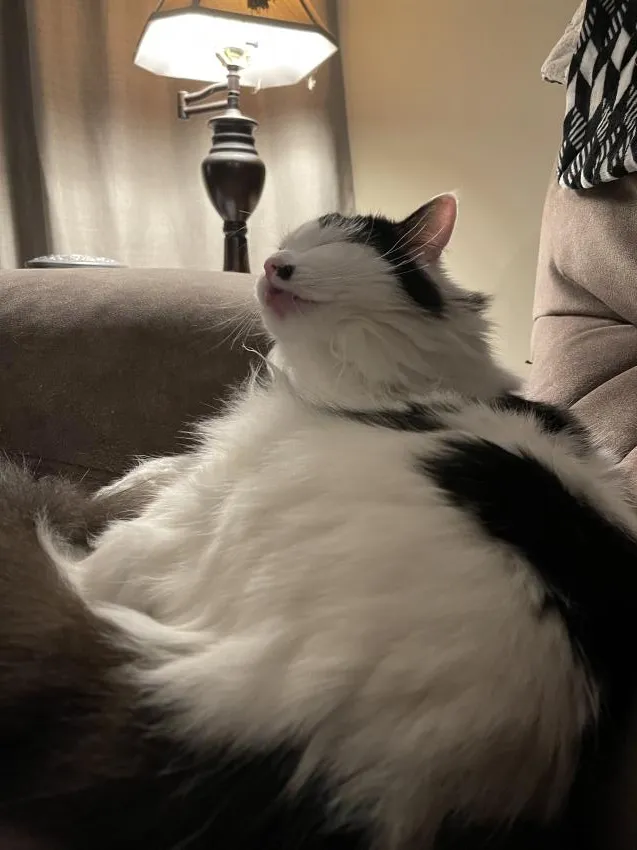 Ragdoll cat