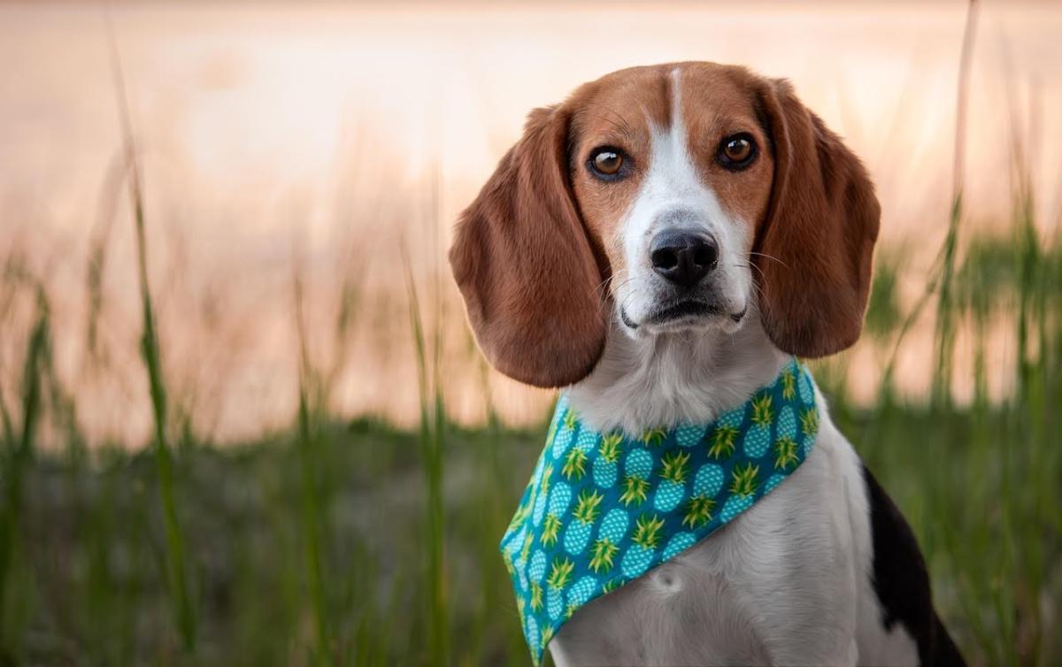 The Ultimate Dog Boarding Checklist For Stress-Free Pet Care The Ultimate Dog Boarding Checklist For Stress-Free Pet Care by james rock