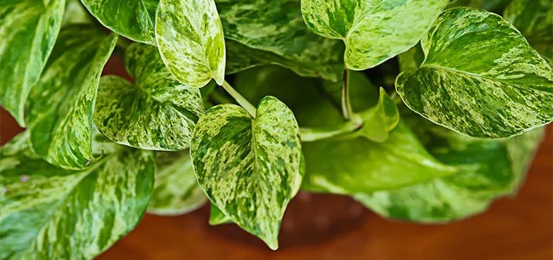 hiedra del diablo devil's ivy image