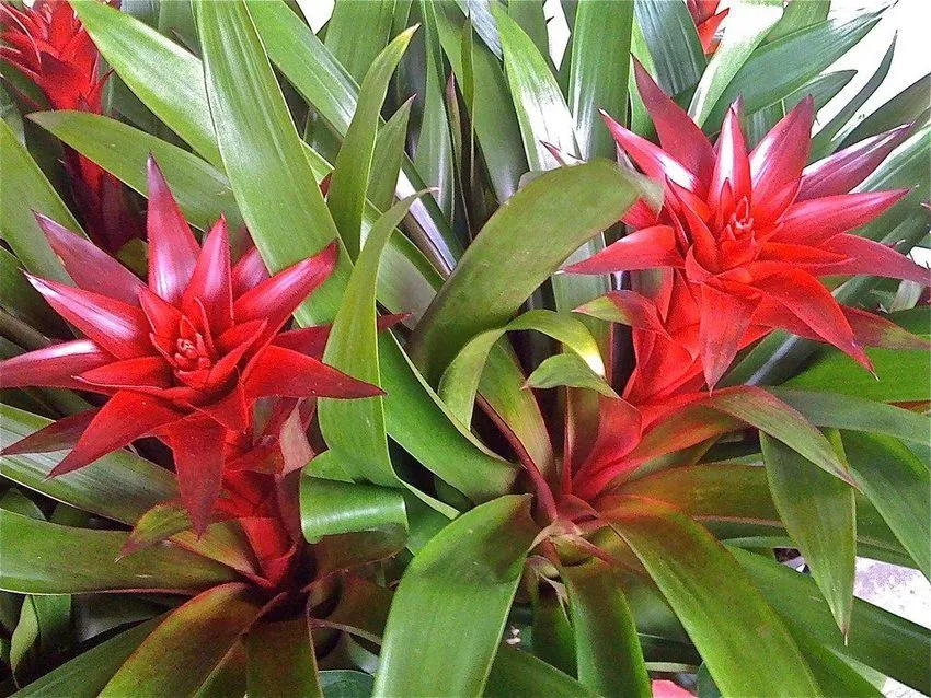 Bromelias Bromeliad's image