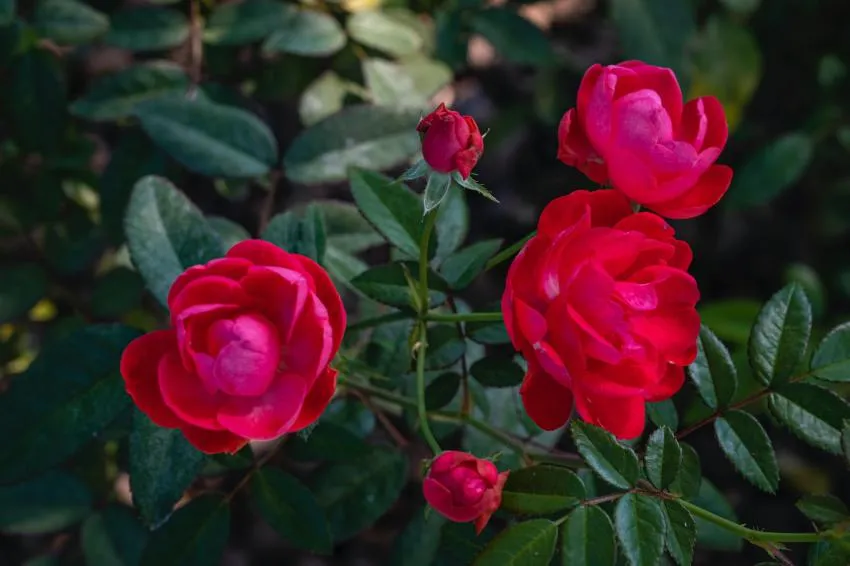 Beautiful flowers growing next to the house