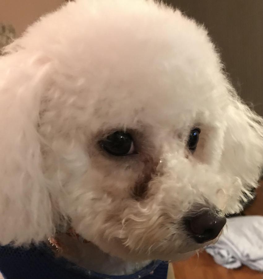 Charlie - How My Emotional Support Dog Helps Me Get Through The Day Charlie - How My Emotional Support Dog Helps Me Get Through The Day by LizzyC96