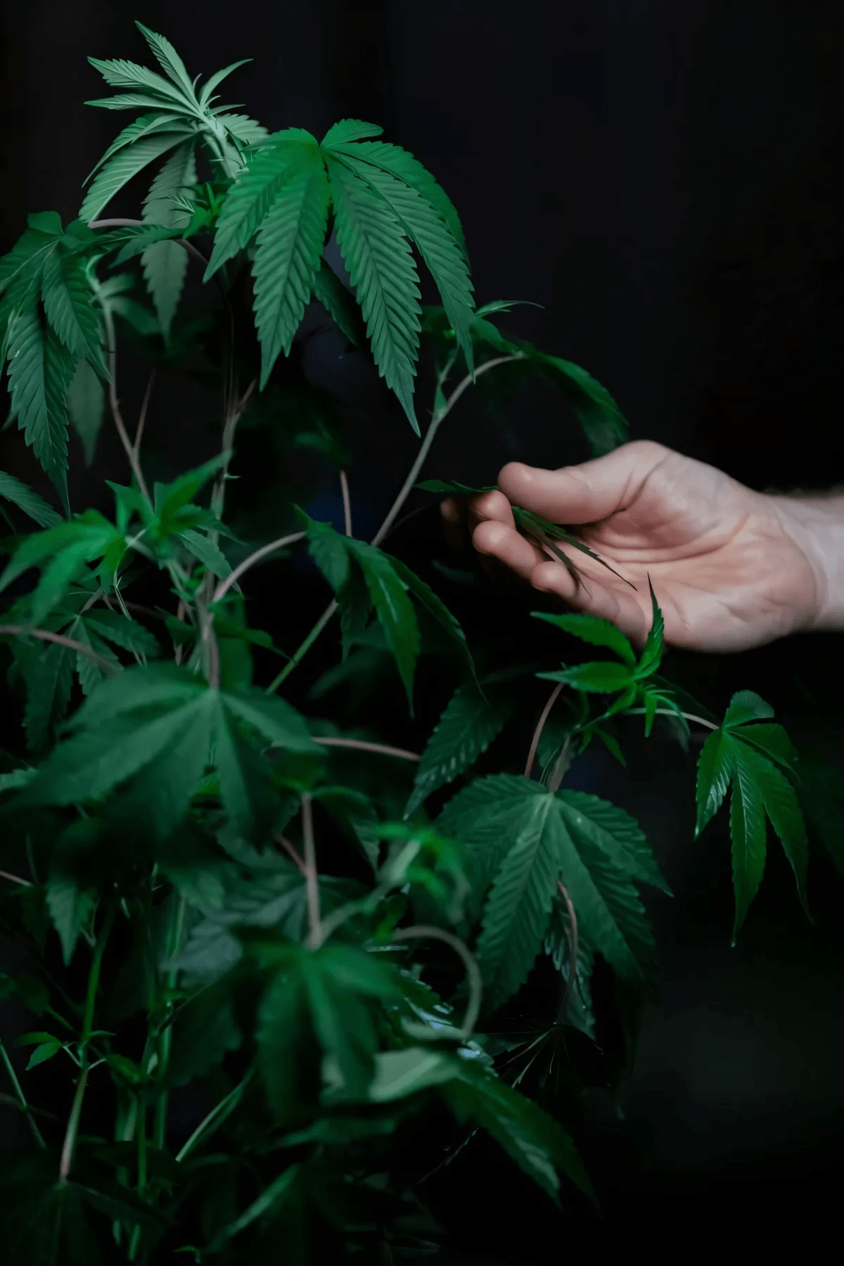 Marijuana And Its Adverse Effects On The Brain, Health, And Life by Eglant Hoxhulka