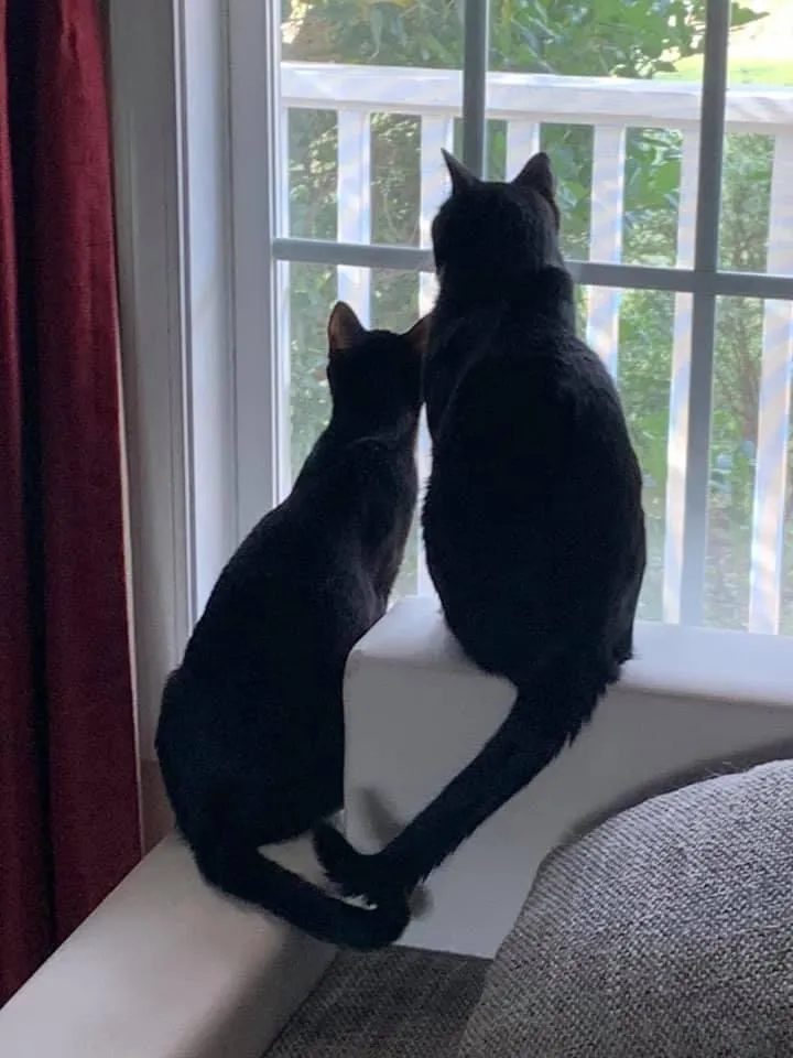 pet cats