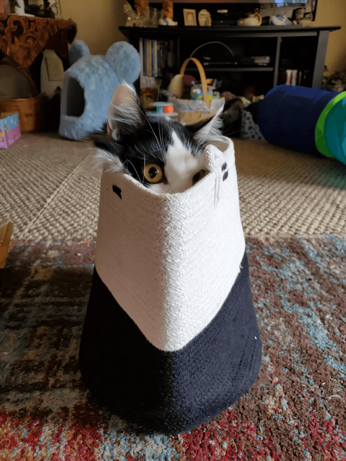 10 Reason Why You SHOULD NOT Own A Ragdoll Cat by Kathlyn King