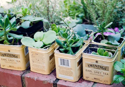planting succulents in tea tins