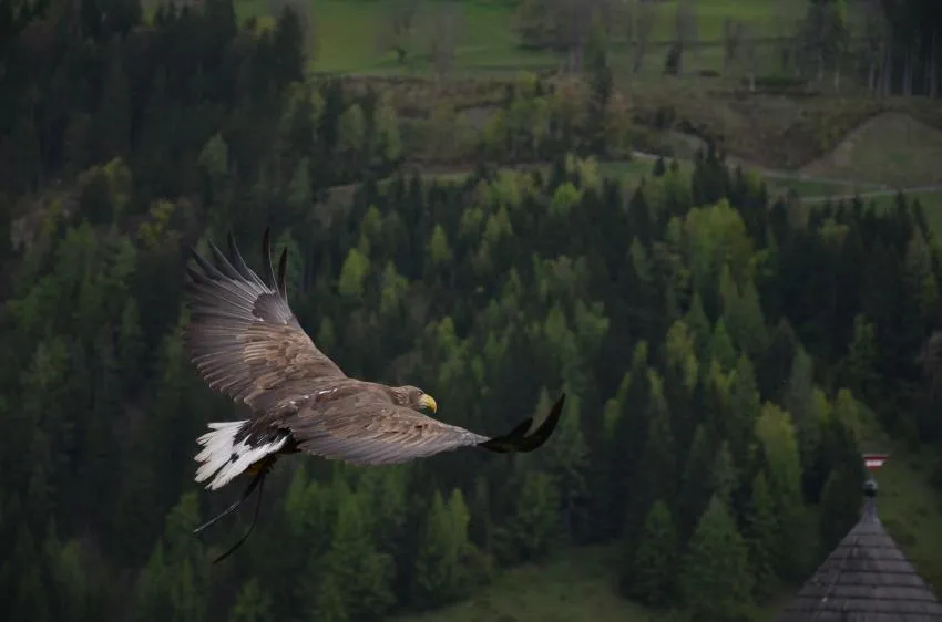 An eagle flying