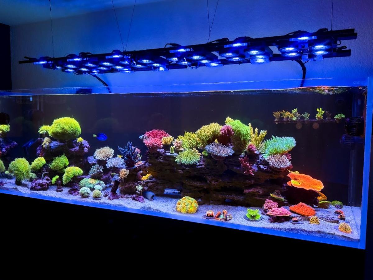 Essential Saltwater Aquarium Equipment For A Thriving Marine Tank by Dalua International