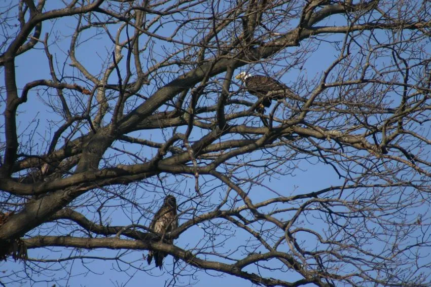 Bald Eagle with juvenile in tree Bald Eagle sitting perched in a tree with juvenile