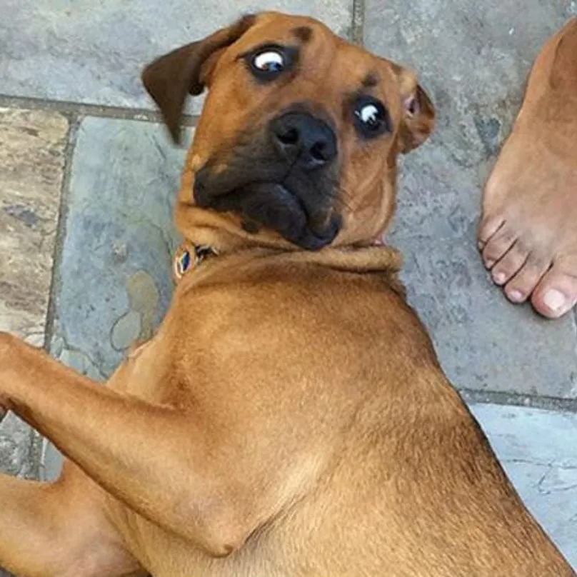 dogs smell cancer dogs smell cancer