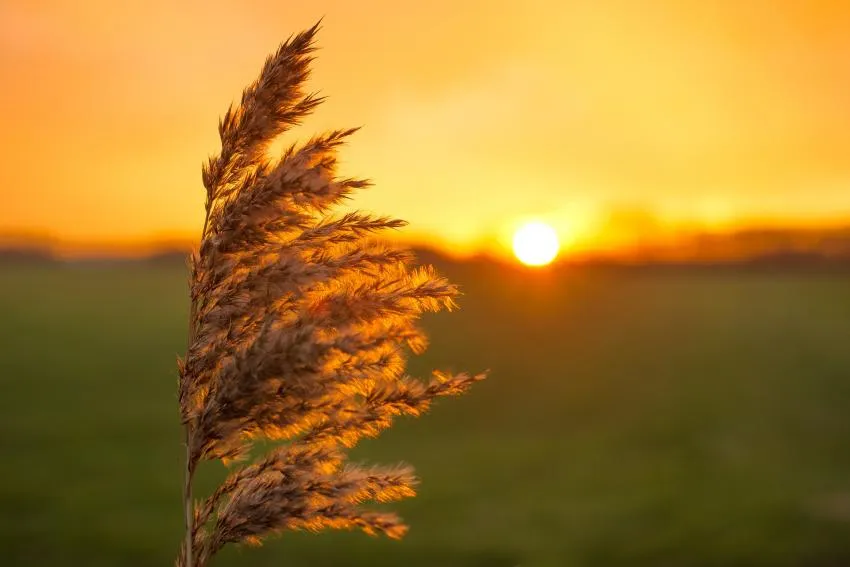 Grass, wind, sunset