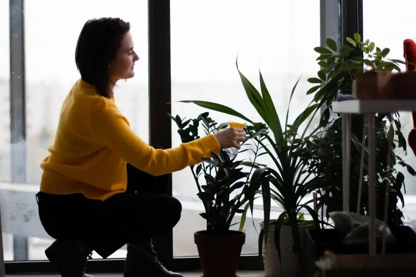 houseplants help reduce stress