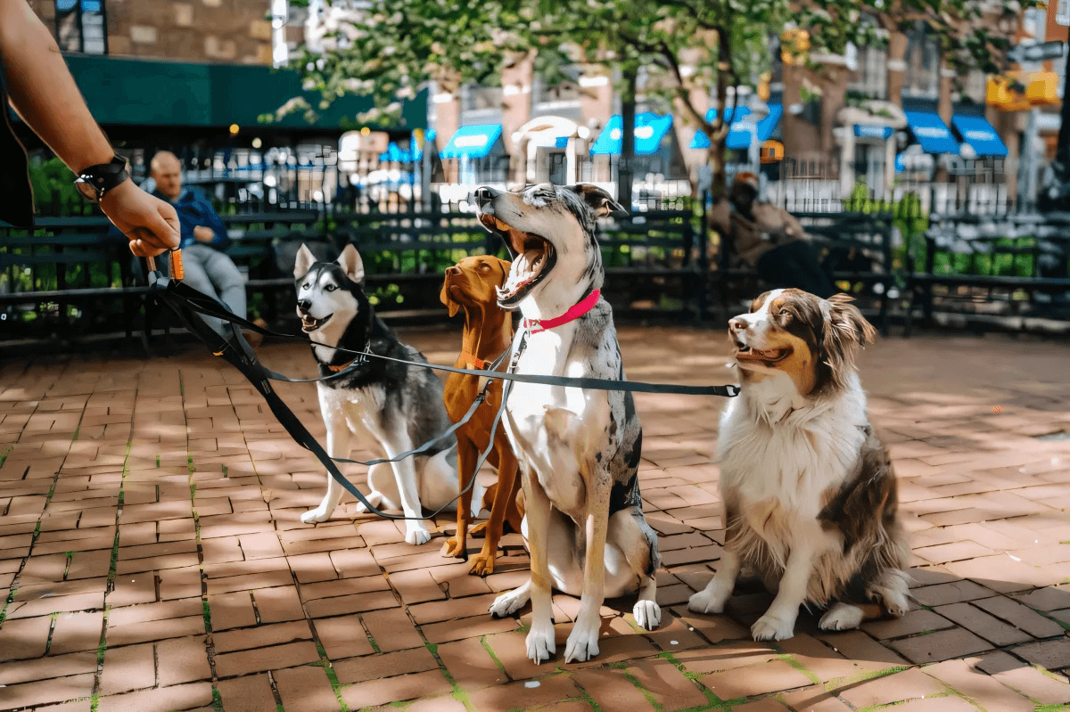 Craziest Stories Of My Time As A Professional Pet Sitter by Tiffany Lovings