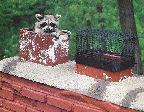 What Are The Signs You Need Chimney Animal Removal In Scottsdale What Are The Signs You Need Chimney Animal Removal In Scottsdale by Scottsdale Chimney Sweep