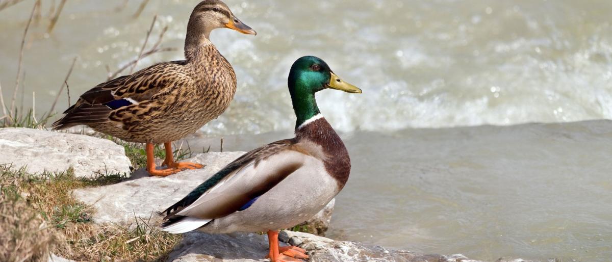 WHY YOUR DUCK CALL ISN’T BARKING THE WAY IT SHOULD by Samist